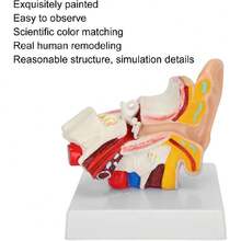 Modelo de oído humano, modelo de anatomía del oído humano, anatomía del modelo de oído 1.5: 1 simulación científica profesional magnificada modelo de anatomía humana pequeño para enseñanza de exhibición de estudio,39837151 - Multicolor - Ver 2