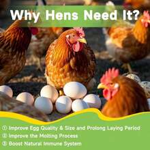 MTART 1LB Dried Black Soldier Fly Larvae Treat For Chicken, 100% Natural Non-GMO More Calcium Than Dried Mealworms High Protein Chicken Feed For Birds, Ducks, Layer Hens - ColorA - 查看 4