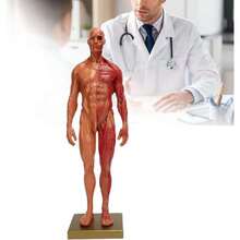 Modelo de Cuerpo Humano, Modelo Anatómico de 30 Cm / 11,8 Pulgadas, Resina de Alta Calidad, Muestra los Músculos de la Superficie Y la Estructura del Cuerpo, Entusiasta del Fitness, Péndulo Médico,39837150 - Multicolor - Ver 2