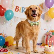 新款燕尾服狗狗格子领结项圈，正式绅士婚礼生日宠物服装配饰，可爱可调节颈带领结，适合小型、中型和大型犬 - 彩色 - 查看 11