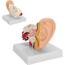 Modelo de oído humano, modelo de anatomía del oído humano, anatomía del modelo de oído 1.5: 1 simulación científica profesional magnificada modelo de anatomía humana pequeño para enseñanza de exhibición de estudio,39837151 - Multicolor - Ver 6
