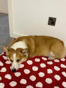 波点宠物垫，适用于中小型犬猫，3种颜色可选，四季通用柔软毛绒宠物床垫，可机洗，适用于狗笼、宠物推车和犬舍。 - 彩色 - 查看 6