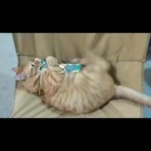 猫草咀嚼玩具枕头 - 让您的猫咪朋友快乐平静，是送给猫咪的完美礼物 - 彩色 - 查看 7