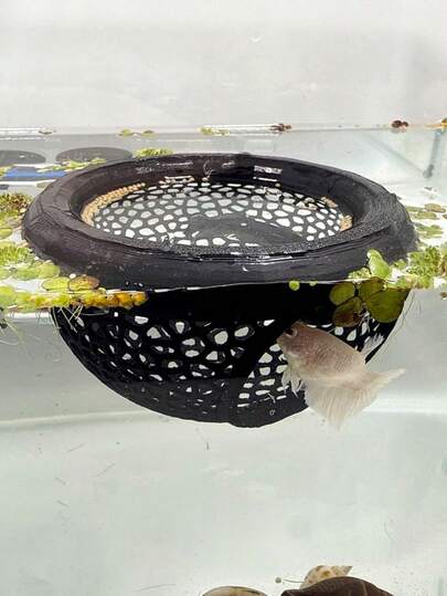 1pc Floating Betta Fish Hideaway And Shrimp Cave - Aquarium Decor, Multi-Functional Hammock, Feeding Ring, Resting Place For Betta Fish, Shrimp And Small Fish