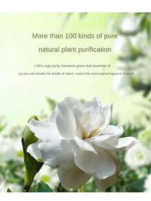 260毫升精油补充装，适用于车载香薰机、超声波香薰机、家用香氛机的香薰精油 - 260ml補充液 - 查看 9