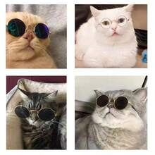 1 Or 2 Pcs Unique Resin Pet Sunglasses, Hip Hop Style, Solid Color Big Frame Design - Perfect For Taking Photos Of Cats And Dogs In Daily Life Or Street Photography, Making Them Look Stylish And Cool. A Versatile Item Suitable For Various Occasions. - Multicolor - View 8
