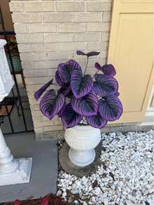 2/4株大型仿真紫色花卉植物，27.56英寸仿真紫罗兰，户外仿真绿紫色，适用于家居、办公桌和婚礼，室内/室外装饰，装饰绿植，免维护植物，仿真户外植物，花园装饰，家居装饰 - 多 - 查看 10
