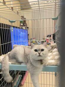 波点宠物垫，适用于中小型犬猫，3种颜色可选，四季通用柔软毛绒宠物床垫，可机洗，适用于狗笼、宠物推车和犬舍。 - 彩色 - 查看 8