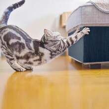 Cat Scratch Furniture Protector Couch Protector From Cat Claws Self-Adhesive Carpet Remnants Scratching Mat Trimmable DIY Climbing Covering Posts 78.7" X 15.8" Blue Grey - MàuB - Xem 7