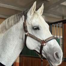 TGW RIDING Glittery Rose Gold And Black Horse Headcollar, Horse Halter, Crafted With High-Quality Materials, This Halter Is Suitable For Everyday Use And Can Withstand The Wear And Tear Of Outdoor Activities. - Multicolor - View 6