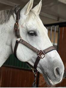 TGW RIDING Glittery Rose Gold And Black Horse Headcollar, Horse Halter, Crafted With High-Quality Materials, This Halter Is Suitable For Everyday Use And Can Withstand The Wear And Tear Of Outdoor Activities. - Multicolor - View 11