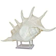 U.S. Shell Inc. 05166 Small Acrylic Four Prong Display Stand Set of 4 - como en la foto - Ver 4