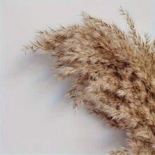 10/20 piezas Decoración de Pasto Pampa Esponjoso Marrón, Ratán Artificial Estilo Bohemio Interior Floral, Adecuado para el Hogar, Fiesta, Decoración Exterior, Boda y Compromiso, Todas las Estaciones, Exhibición de Mesa, Sin Contenedor Incluido Decoración de Primavera Día de la Madre Boda - Marrón - Ver 6