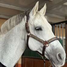 TGW RIDING Glittery Rose Gold And Black Horse Headcollar, Horse Halter, Crafted With High-Quality Materials, This Halter Is Suitable For Everyday Use And Can Withstand The Wear And Tear Of Outdoor Activities. - Multicolor - View 9