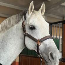 TGW RIDING Glittery Rose Gold And Black Horse Headcollar, Horse Halter, Crafted With High-Quality Materials, This Halter Is Suitable For Everyday Use And Can Withstand The Wear And Tear Of Outdoor Activities. - Multicolor - View 5