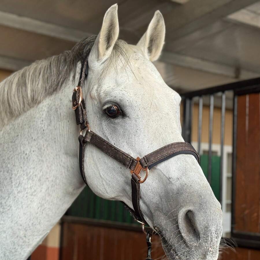 TGW RIDING Glittery Rose Gold And Black Horse Headcollar, Horse Halter, Crafted With High-Quality Materials, This Halter Is Suitable For Everyday Use And Can Withstand The Wear And Tear Of Outdoor Activities. - Multicolor - View 1