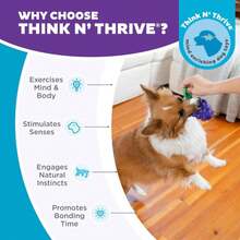 Outward Hound Dental Grapes Dog Toy &Amp; Treat Stuffer, 6\U2033 X 3\U2033 Grape-Scent Interactive Chew For Dogs, Helps Clean Teeth, Promote Healthy Gums &Amp; Mental Enrichment, Reduce Boredom &Amp; Support Dental Health - ColorC - 查看 5