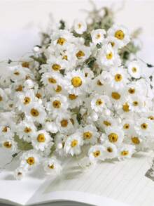 Dried Daisy Flowers Bouquet, Real Dry White Flowers With Stems, 23.62''  Daisies Arrangements For Wedding, Farmhouse Vase Decorations, DIY Home Party Wildflower Decor - White - View 4
