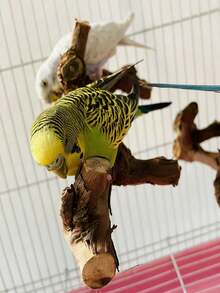 5pcs Bird Perch Set, Natural Wooden Parrot Perch Stand, 3pcs Grape Wood Perches, 2pcs Stands, Claw Grinder, Tiger Stripe Parrot Chew Stick, Training Branches, Suitable For Cockatiel, Small & Medium Birds - Brown - View 6