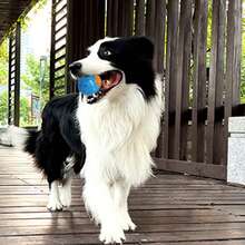 宠物玩具狗狗磨牙球，耐咬TPR材质发声球，适用于狗狗训练 - 彩色 - 查看 7