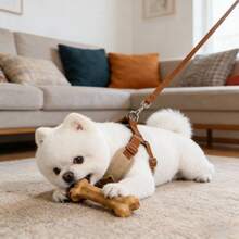 遛狗牵引绳，宠物胸背带，适合中小型犬，户外牵引绳，宠物胸背带，狗绳，泰迪狗绳 - 彩色 - 查看 10