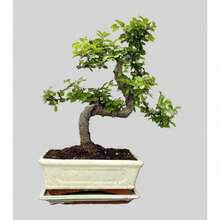 Chinese Elm Bonsai Tree - You Choose (9yr Chinese Elm) - Default - View 2