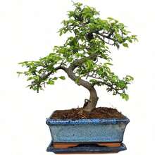 Chinese Elm Bonsai Tree - You Choose (9yr Chinese Elm) - Default - View 1