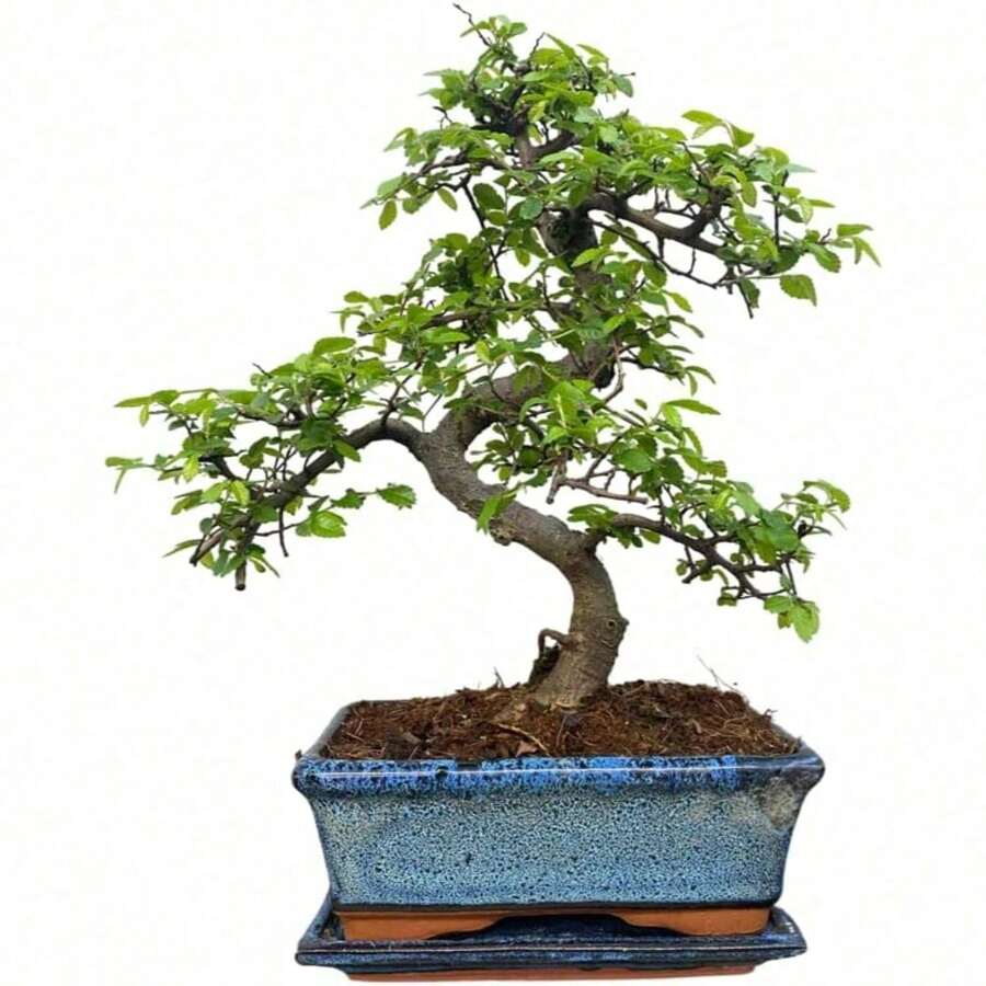 Chinese Elm Bonsai Tree - You Choose (9yr Chinese Elm) - Default - View 1