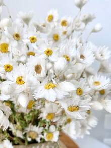 Dried Daisy Flowers Bouquet, Real Dry White Flowers With Stems, 23.62''  Daisies Arrangements For Wedding, Farmhouse Vase Decorations, DIY Home Party Wildflower Decor - White - View 7