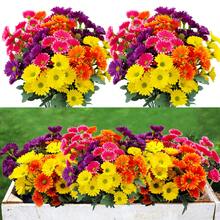 4/8 Bunches Artificial Silk Daisy, Realistic Spring Artificial Flowers - UV Resistant Artificial Floral Bouquets, Loose Flower Bunches, Suitable For Indoor Living Room Coffee Table, Entryway Shelf And Outdoor Garden, Porch Planters, Balcony Window Sill Decor - Multicolor - View 3
