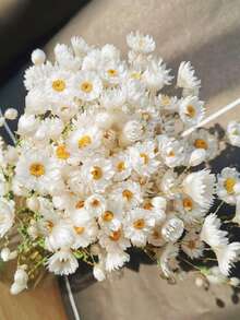 Dried Daisy Flowers Bouquet, Real Dry White Flowers With Stems, 23.62''  Daisies Arrangements For Wedding, Farmhouse Vase Decorations, DIY Home Party Wildflower Decor - White - View 5