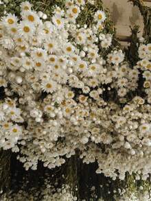 Dried Daisy Flowers Bouquet, Real Dry White Flowers With Stems, 23.62''  Daisies Arrangements For Wedding, Farmhouse Vase Decorations, DIY Home Party Wildflower Decor - White - View 1