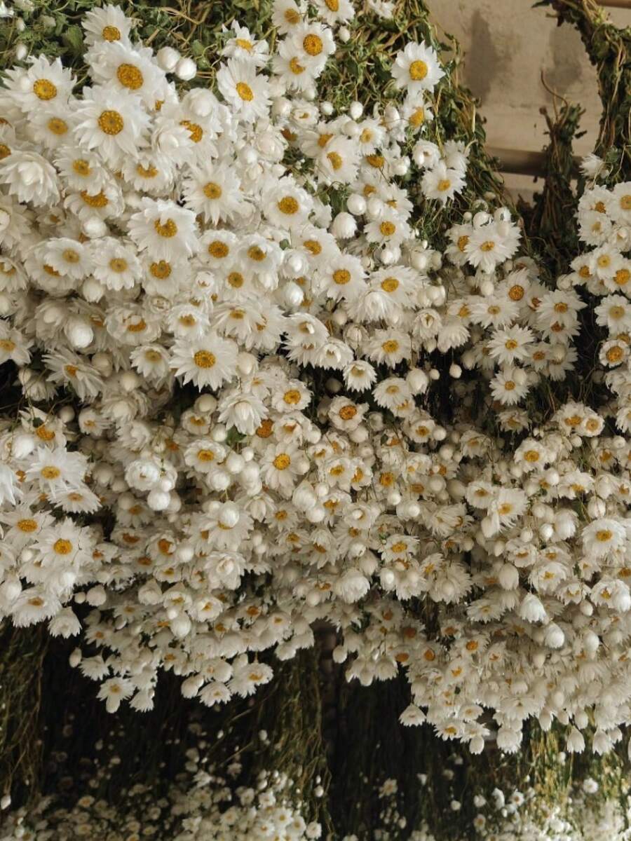 Dried Daisy Flowers Bouquet, Real Dry White Flowers With Stems, 23.62''  Daisies Arrangements For Wedding, Farmhouse Vase Decorations, DIY Home Party Wildflower Decor - White - View 1