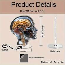 2D Rotatable Acrylic Anatomical Head Model - Realistic Brain, Ear And Spinal Cord Images, Suitable For Medical Office Decor, Thanksgiving Gift For Doctors, No Power Needed, Educational Display, Fashionable Design, High-Quality Printing, 2D, 2D Flat - Multicolor - View 7