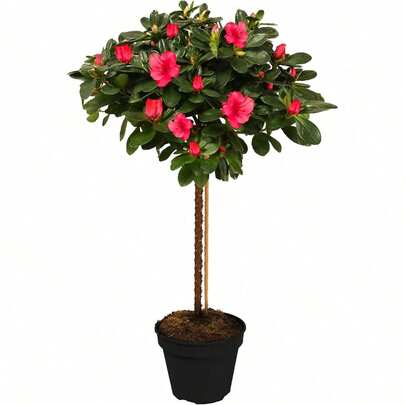 Azalea Japonica Tree | Trees For Small Gardens Border Patio Potted Plants | Lollipop Stem Trees | Red, White, Pink, Bicolour, Orange & Purple | 2-3ft (Red)