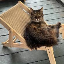 1. 木质猫咪躺椅，配有黄麻垫，便携式猫抓板，可调节高度猫床，四季皆宜 - 均碼 - 查看 9