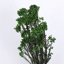 Nordic Style 50g Preserved Rice Flower Bouquet, Artificial Dried Flowers For Home Decor, Vase Arrangement Centerpiece For Wedding/ Coffee Shop, Room Decor Photo Prop, Natural Floral Gift - Multicolor - View 13