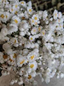 Dried Daisy Flowers Bouquet, Real Dry White Flowers With Stems, 23.62''  Daisies Arrangements For Wedding, Farmhouse Vase Decorations, DIY Home Party Wildflower Decor - White - View 2