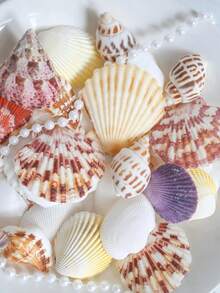 150g Natural Mixed Seashell Filler, White Tropical Seashells, DIY Craft Seashells, Beach Wedding Decor, Coastal Boho Decor, Seashell Decor