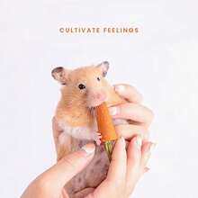 Conjunto de Brinquedos para Roer e Petiscos para Hamster: Pedras de Roer com Sabor de Cenoura e Morango, Petiscos de Grama Seca para Hamster (Decorativo e Funcional) - Laranja - Visão 7