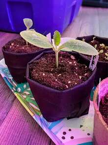 50 Pcs/Set Non-Woven Fabric Plant Grow Bags, Mixed Sizes Planter Containers, Suitable For Indoor & Outdoor Planting, Seedling Raising, Soil Transplanting, Home Gardening, Vegetable, Flower, Sapling Cultivation - Multicolor - View 7