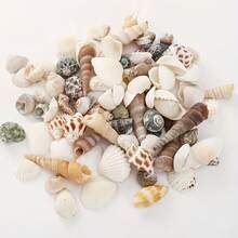 110克混合贝壳，包括贝壳、海螺、扇贝，可用于水族箱装饰、创意摄影道具和珠宝制作。 - A - 查看 8