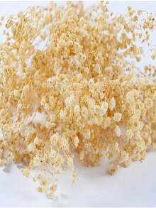 50支迷你干花满天星 | 3000+朵天然象牙白婴儿满天星 | 散装压制花材，适用于婚礼、卡片制作和DIY手工艺品 - 白色 - 查看 5