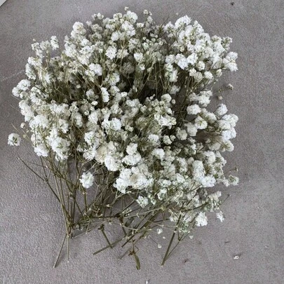 50/100 piezas Flores artificiales mini de Gypsophila blanca - Delicadas, duraderas y fáciles de hacer manualidades DIY para bodas, decoración del hogar y oficina, fiestas y jardín - Corona de estilo boho para mesa, sin plumas, sin electricidad, adecuadas para Navidad, Acción de Gracias y Halloween