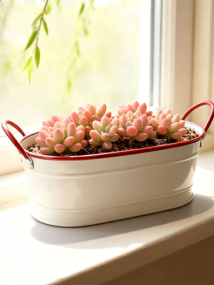 白色和红色椭圆形铁艺花盆，配有双提手和条纹装饰。椭圆形盆身搭配条纹纹理，双提手设计方便移动，整体风格简约而不失复古趣味。适合种植多肉植物、小型盆栽，兼具美观与实用性。 - 白色 - 查看 1