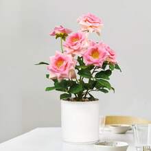 Imitierte Blume saisonale Rose grüne Topfpflanzen, geeignet für weiche Dekoration zuhause, Wohnzimmer Kaffeetisch Dekoration, Blumenschmuck, Heimdekoration künstliche Pflanzen, Innen-Simulationspflanzen, geeignet für Heimdekoration und Partyarrangements - Künstliche rosa Topfpflanze - Übersicht 2