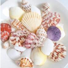 150g Natural Mixed Seashell Filler, White Tropical Seashells, DIY Craft Seashells, Beach Wedding Decor, Coastal Boho Decor, Seashell Decor