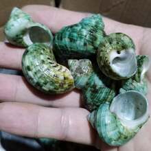 50克（1.76盎司）或150克（5.29盎司）美丽的蓝绿色贝壳，2-4厘米稀有贝壳，带有彩色条纹的收藏级贝壳，适合海洋主题水族箱装饰、微型景观装饰、工艺品、DIY项目等等！ - A - 查看 4
