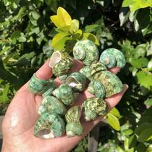 50克（1.76盎司）或150克（5.29盎司）美丽的蓝绿色贝壳，2-4厘米稀有贝壳，带有彩色条纹的收藏级贝壳，适合海洋主题水族箱装饰、微型景观装饰、工艺品、DIY项目等等！ - A - 查看 5