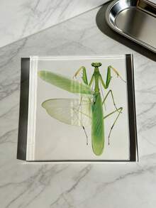 1 Mô hình bọ ngựa cỡ lớn (10CM) trong suốt, mẫu vật côn trùng bọ ngựa, mô hình động vật được bảo quản vĩnh viễn, đồ thủ công mỹ nghệ, in hình mẫu vật bọ ngựa chân thực nhất trong tự nhiên, mô hình côn trùng động thực vật hình vuông trong suốt màu hổ phách, đồ trang trí thủ công mỹ nghệ (Acrylic hai mặt) - bọ ngựa - Xem 4